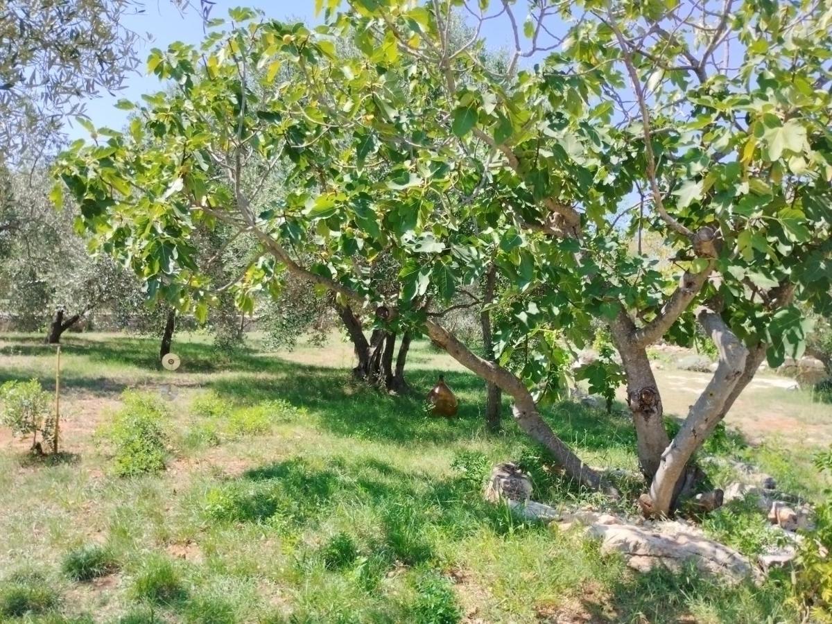 Marti's House In The Olive Grove * Fažana