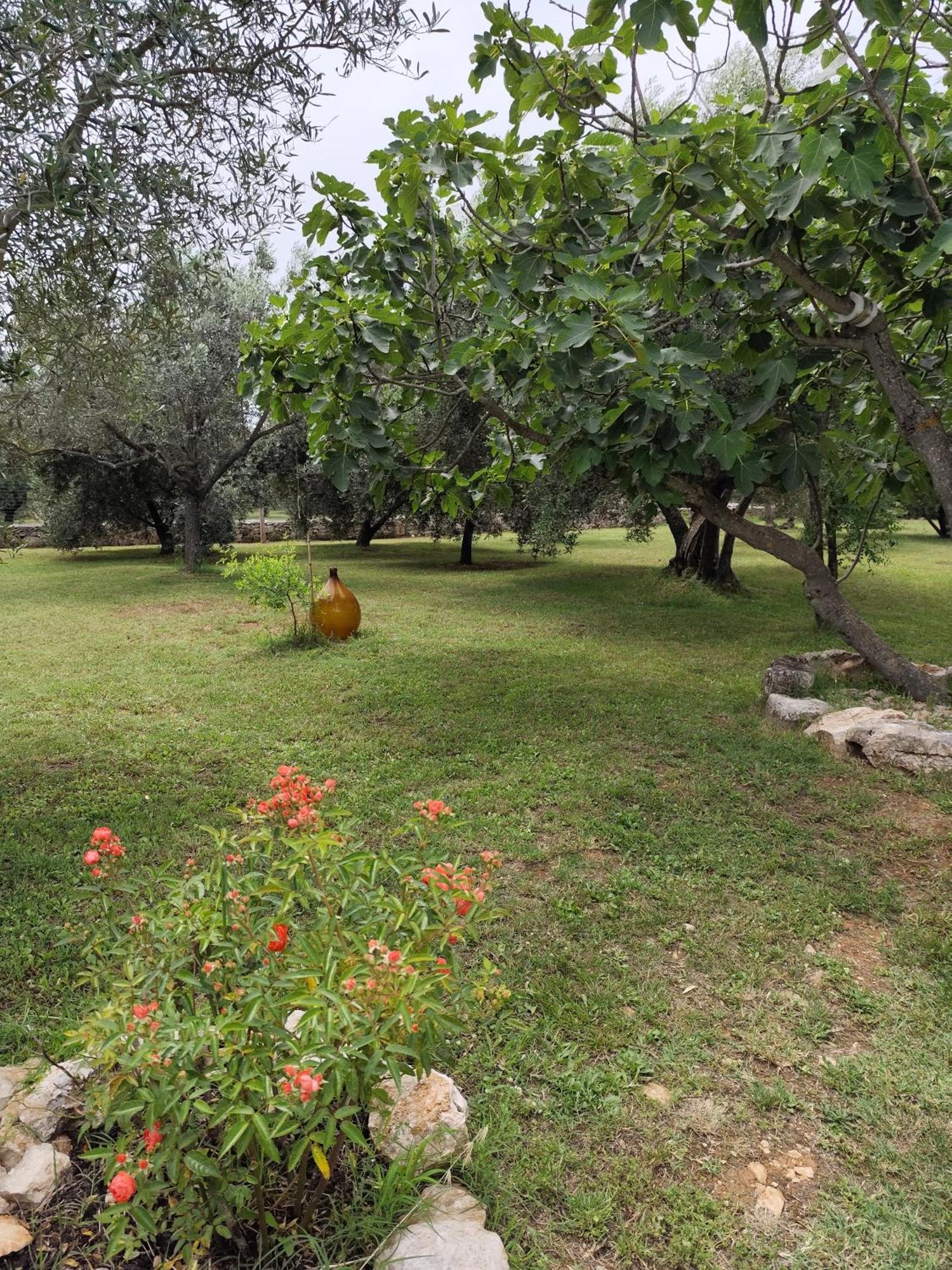 Marti's House In The Olive Grove *